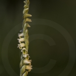 Spiranthes spiralis