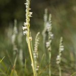 Spiranthes spiralis