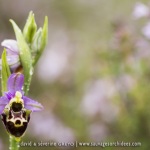 Ophrys pseudosocolopax