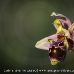 Ophrys scolopax