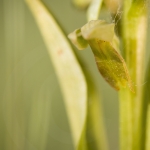 Dactylorhiza viridis