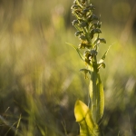 Coeloglossum viride