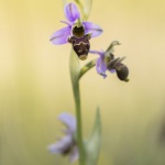 Ophrys scolopax