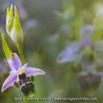 Ophrys scolopax