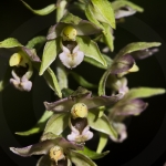 Epipactis helleborine