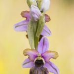 Ophrys aveyronensis