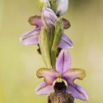 Ophrys aveyronensis