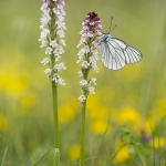 Neotinea ustulata