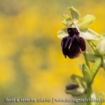 Ophrys passionis