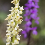 Orchis pallens