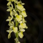 Orchis pallens