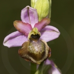 Ophrys aveyronensis