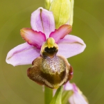 Ophrys aveyronensis