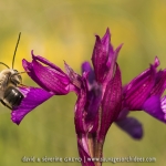 Anacamptis papilionacea