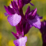 Anacamptis papilionacea