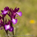 Anacamptis papilionacea