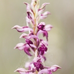 Anacamptis fragrans