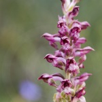 Anacamptis fragrans