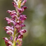 Anacamptis fragrans