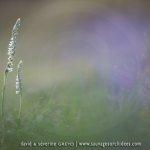 Spiranthes spiralis