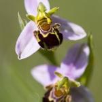 Ophrys apifera var. aurita