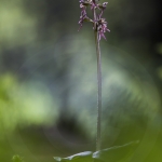 Listera cordata