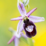 Ophrys drumana