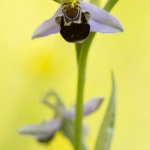 Ophrys apifera var. aurita