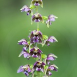 Epipactis à larges feuilles