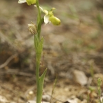 Ophrys splendida