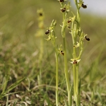 Ophrys araneola