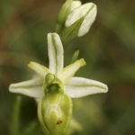 Ophrys splendida