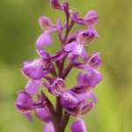 Anacamptis picta (syn. Orchis picta)