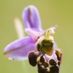 Ophrys santonica