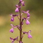 Anacamptis picta (syn. Orchis picta)