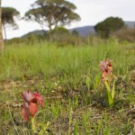 Serapias neglecta