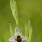 Ophrys santonica