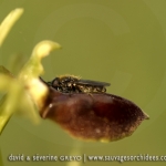 Ophrys sphegodes