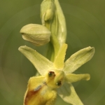 Ophrys sphegodes