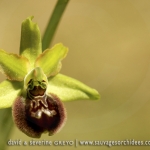 Ophrys argensonensis