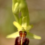 Ophrys sphegodes