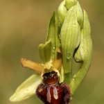 Ophrys sphegodes