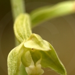 Epipactis phyllanthes