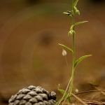 Epipactis phyllanthes