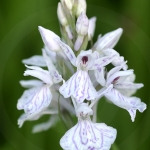 Dactylorhiza ericetorum