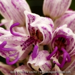 Orchis simia