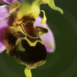 Ophrys apifera