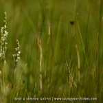 Spiranthes aestivalis