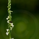 Spiranthes aestivalis