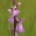 Anacamptis palustris